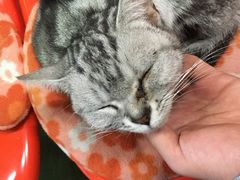 -猫咪博物馆(顶澳仔猫街店)