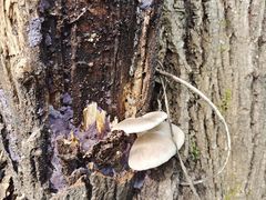 -云岫谷游猎自然风景区