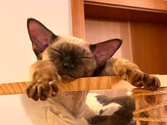 -谐和益家动物医院·免疫绝育·血液透析·宠保定点医院(高新伊藤分院)