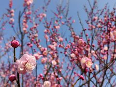 -苏州上方山国家森林公园