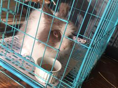 -志龙皇冠吃货椰子铺