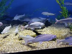 -瑞普利水族馆
