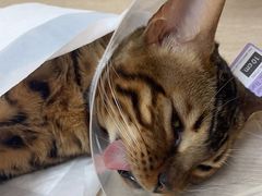 -北京观赏动物医院·24小时大型综合·猫专科·异宠专科