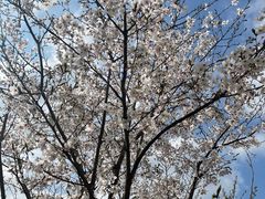 -大宁郁金香公园-停车场