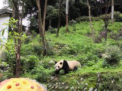 -中国大熊猫保护研究中心雅安碧峰峡基地