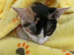 -凯特喵百思猫专科医院