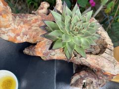 -野菌皇海景野生菌火锅(滨海大道店)