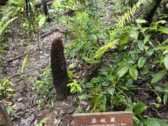 -普洱太阳河森林公园