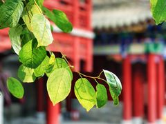 -罔极寺