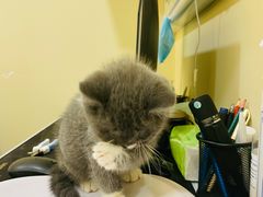 -萌兽医馆·犬猫专科·眼科中心·宠物医院(朝阳门分院)