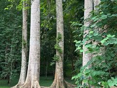 -中国科学院西双版纳热带植物园