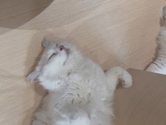 -瞄一喵猫咖(格力海岸店)