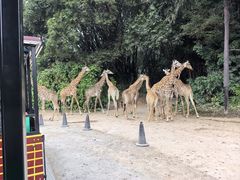 -广州长隆野生动物世界