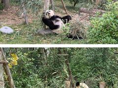 -成都大熊猫繁育研究基地