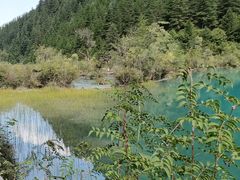 -九寨沟-树正沟