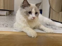 -滚猫咖啡·猫咖·猫友好撸猫(未来城店)