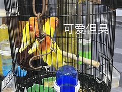 -溪岸路花鸟市场
