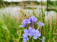-福田红树林生态公园