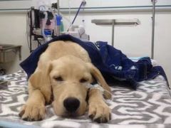-米苏动物医院·犬猫专科·骨科外科内窥镜
