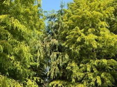 -昆山城市生态森林公园