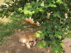 -西霞口神雕山野生动物世界