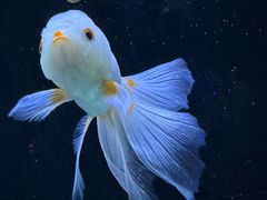 -海合安天津极地海洋公园