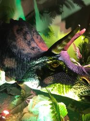 点击看大图 -恐龙探索乐园(磁器口店)