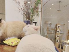 -有猫主题·治愈系猫咖(曾厝垵店)