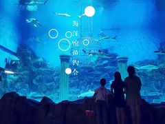 -芜湖新华联大白鲸海洋公园