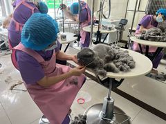-北京观赏动物医院·24小时大型综合·猫专科·异宠专科