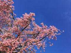 -珠海圆明新园