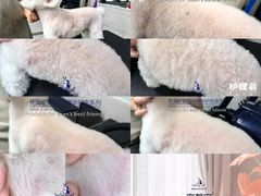 -汪小喵宠物·戴维斯乐芳希施宠馨宝皮毛调理洗护店