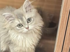 -猫十亿·布偶金渐层·曼基康矮脚猫舍(青年路店)