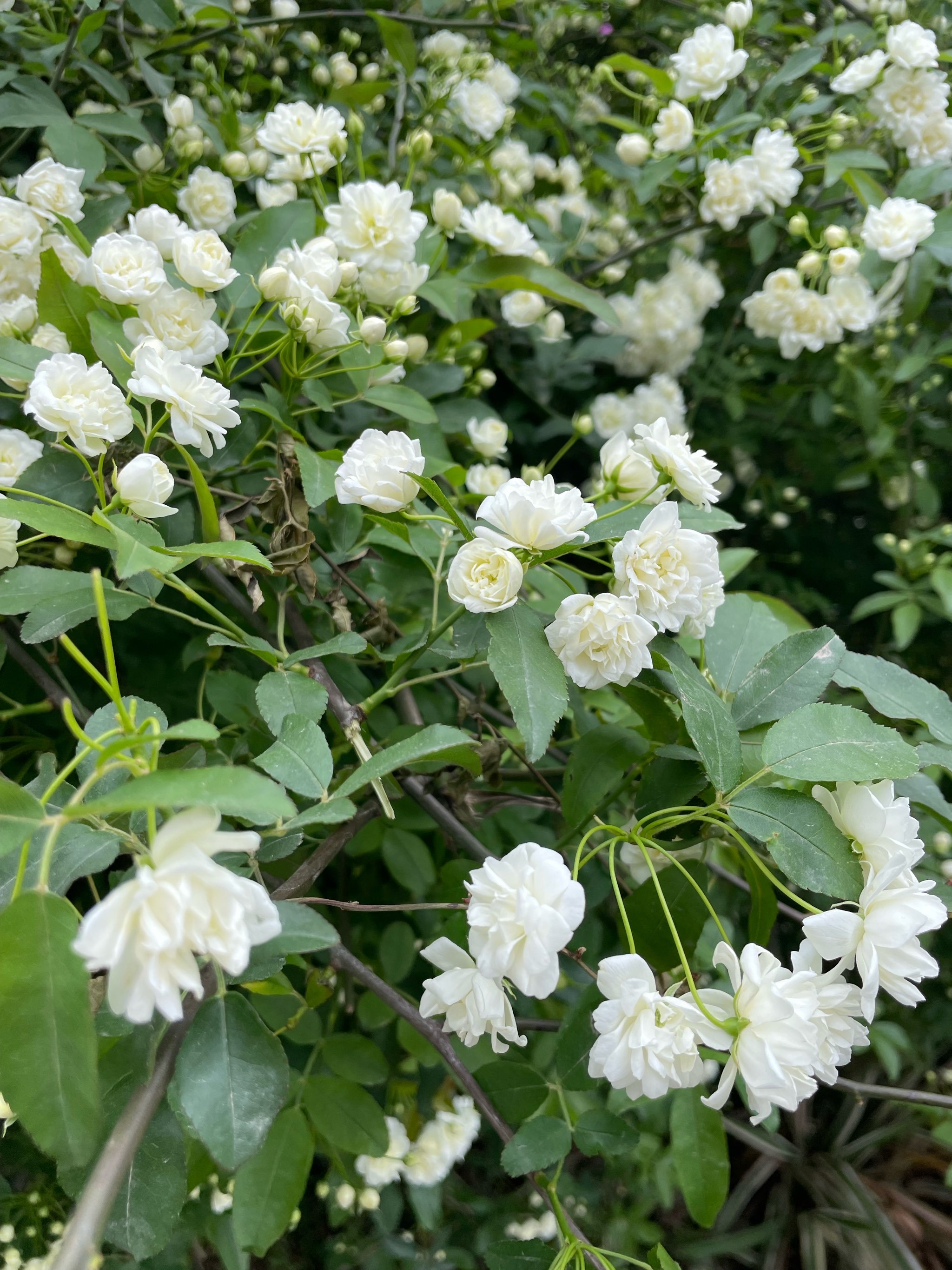 清明街头实况播报