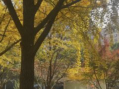 -初花·日本料理