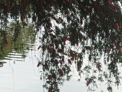 -东莞植物园