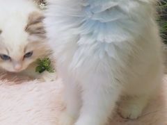 -十年猫舍·猫咪专门店(普陀店)