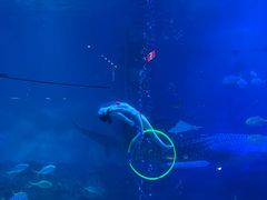 -烟台海昌鲸鲨海洋公园