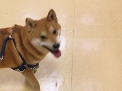 -瑞派天宁宠物医院·猫科·异宠中心