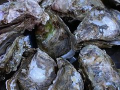 -蚝哥花姐湛江烤生蚝(美丽湾市场店)