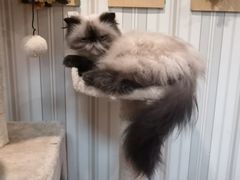 -猫小院猫主题咖啡厅(北锣店)