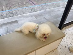 -瑞派康怡24h宠物医院·犬猫医疗中心·微创绝育(瑞景分院)