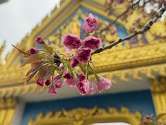 -洛阳白马寺