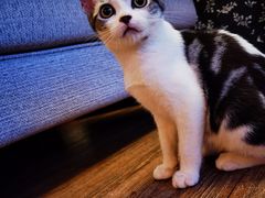 -猫大福·Fortune Cat猫舍(百子湾店)