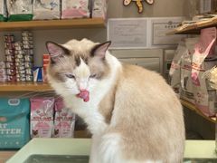 -飞行喵MR PILOT|猫舍·猫咖(静安大融城店)