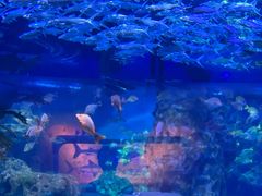 -海合安武汉极地海洋公园