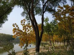 -大兴滨河森林公园