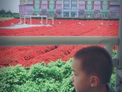 -百万葵园