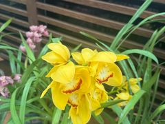 -国家植物园南园