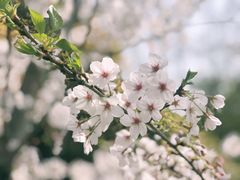 -上海滨江森林公园